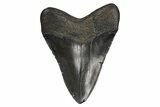 Serrated, Fossil Megalodon Tooth - South Carolina #297427-1